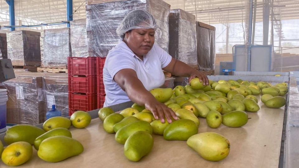 No sólo es con los aguacates, EU también «frena» a mangos mexicanos