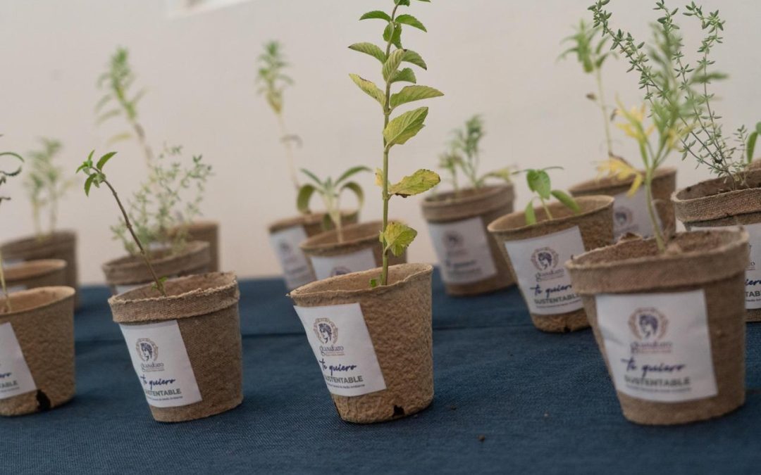 Presenta Samantha Smith la primera Paleta Vegetal de Guanajuato capital